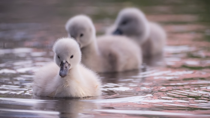 Three baby swans swimming in water