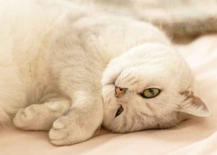 British Shorthair cat lying on its side