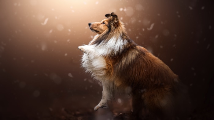 Shetland Sheepdog in 4K