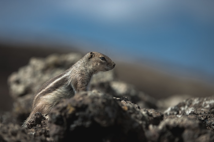 Chipmunk on rocks with blue sky