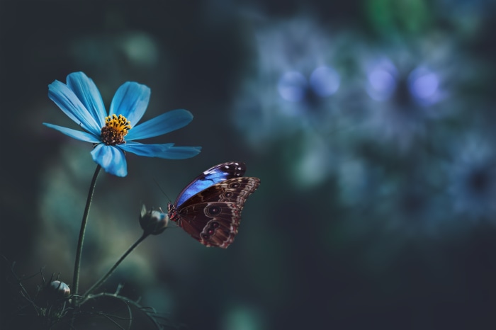 Blue Flower with Butterfly 4K