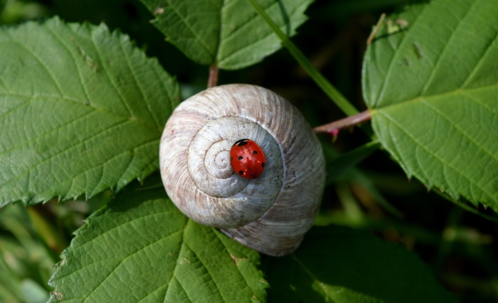 Ladybug on a Snail Shell