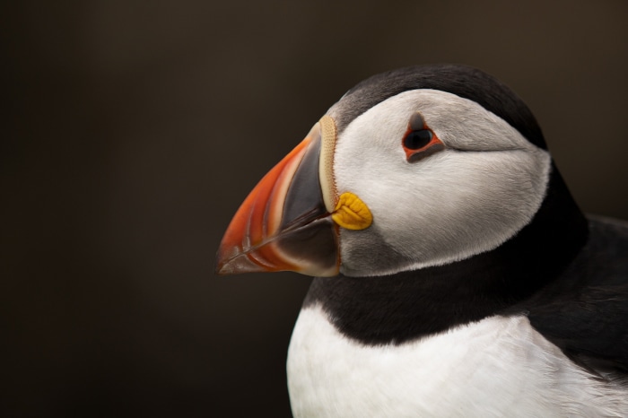 Close-up of a Puffin bird