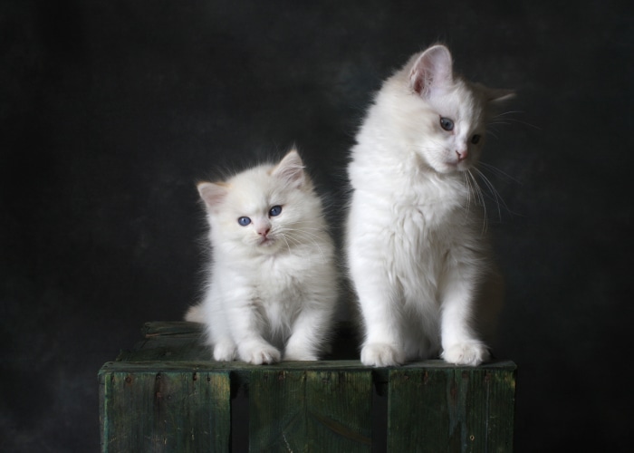 Two fluffy white kittens with blue eyes on a wooden crate