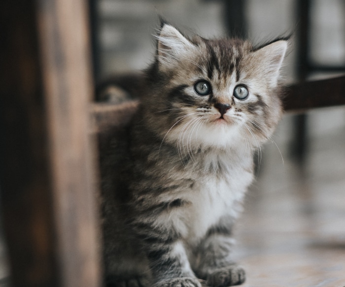 Fluffy tabby kitten with blue eyes