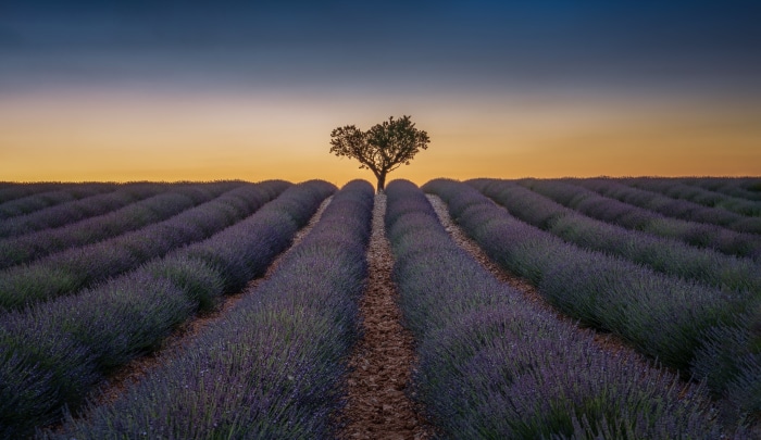 Lavender field with a lone tree at sunset