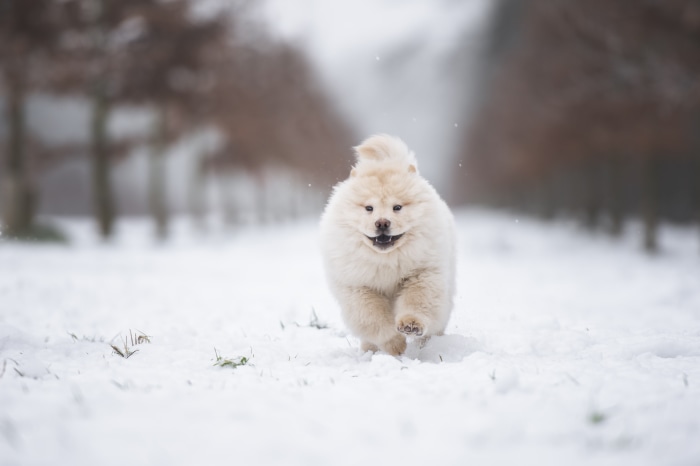 Fluffy Chow Chow puppy running in the snow
