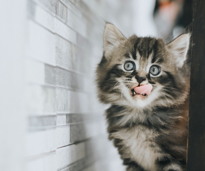 Fluffy Tabby Kitten Licking Its Nose