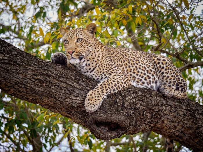 Leopard resting on a tree branch