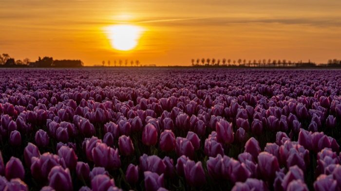 Field of Purple Tulips at Sunset