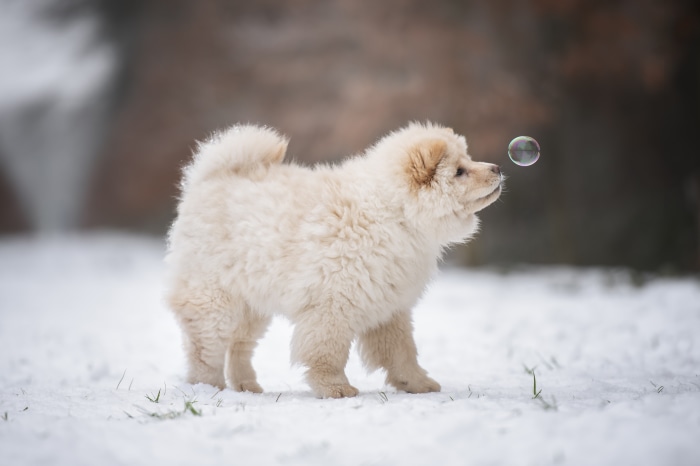 Fluffy Chow Chow puppy plays with a bubble in the snow