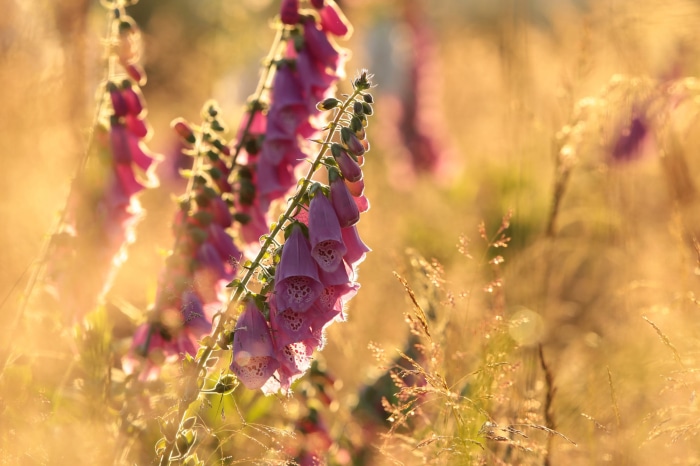 Pink Foxglove flowers in golden sunlight
