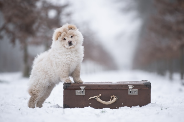 Fluffy Chow Chow puppy on a suitcase in the snow