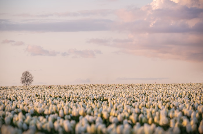 Field of White Tulips with a Lone Tree