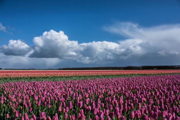 Field of Pink Tulips Under a Cloudy Sky
