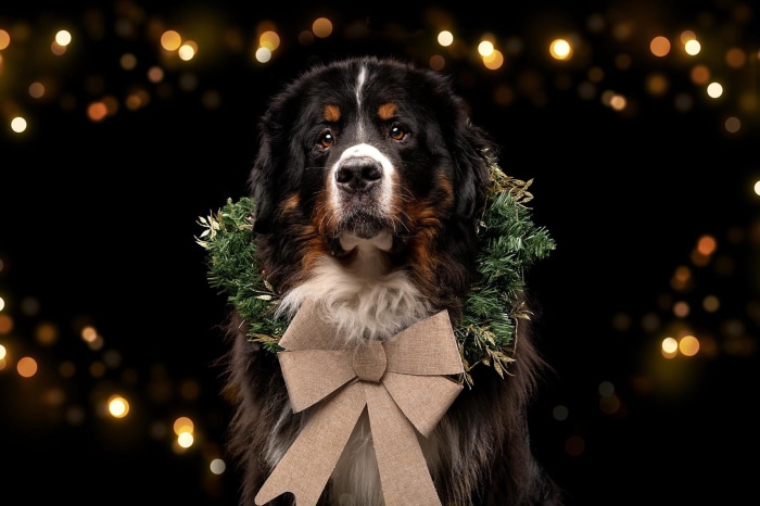 Bernese Mountain Dog with Christmas Wreath and Bow
