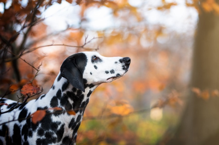 Dalmatian dog in autumn forest
