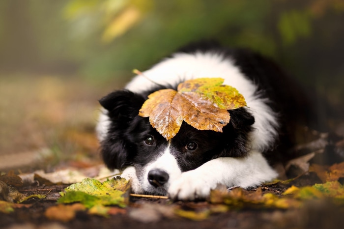 Border Collie puppy with autumn leaf