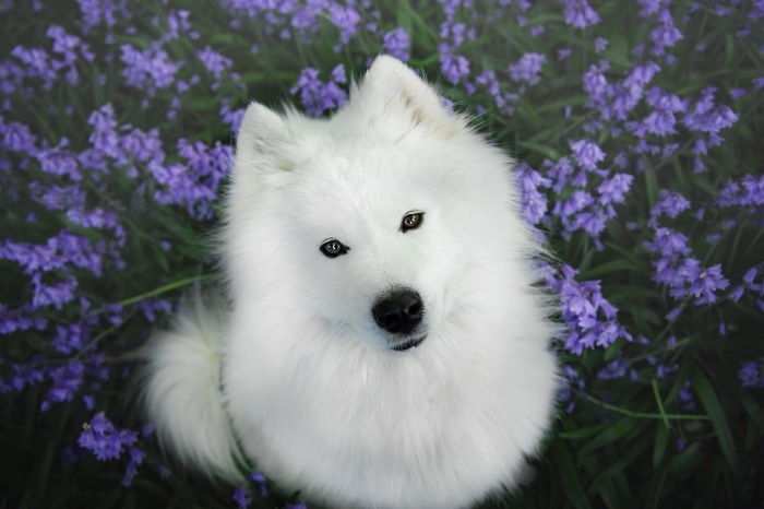 Samoyed dog sitting in purple flowers