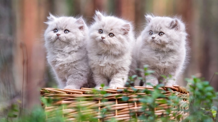Three fluffy Persian kittens in a basket