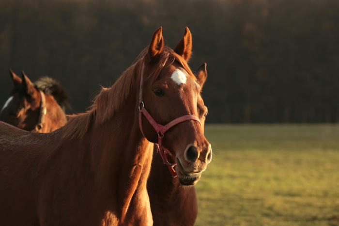 Brown horses with red halters in a field