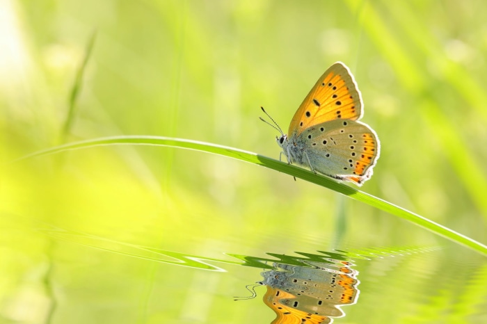 Butterfly on a blade of grass with reflection
