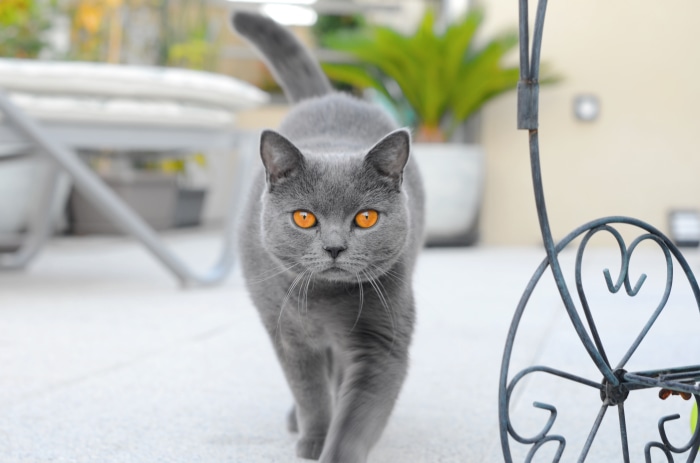 A British Shorthair cat with orange eyes walks forward
