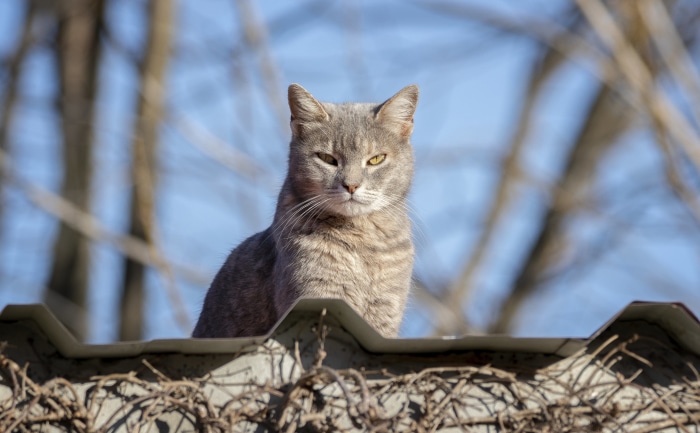 Gray tabby cat sitting on a roof