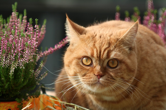 Orange cat with yellow eyes near heather