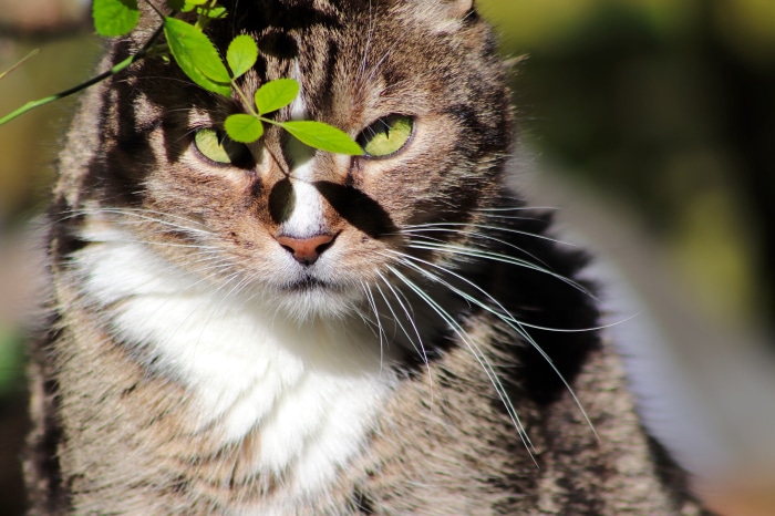 Tabby cat with green eyes and leaves