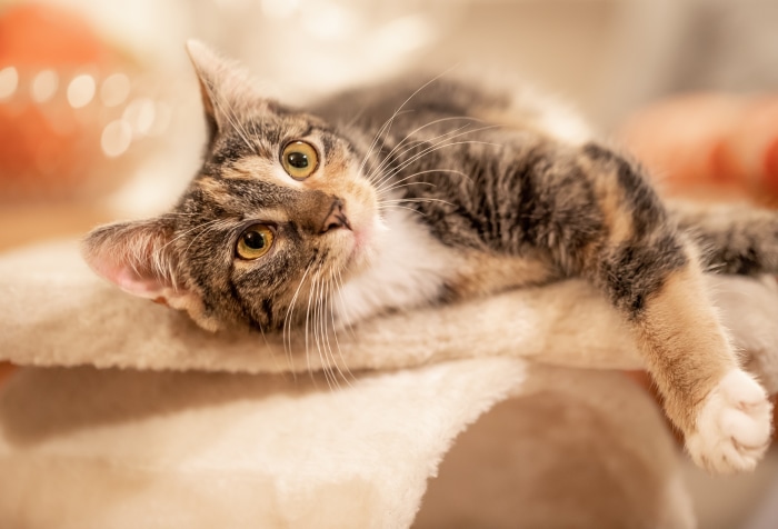 Tabby cat lying on a scratching post 4K