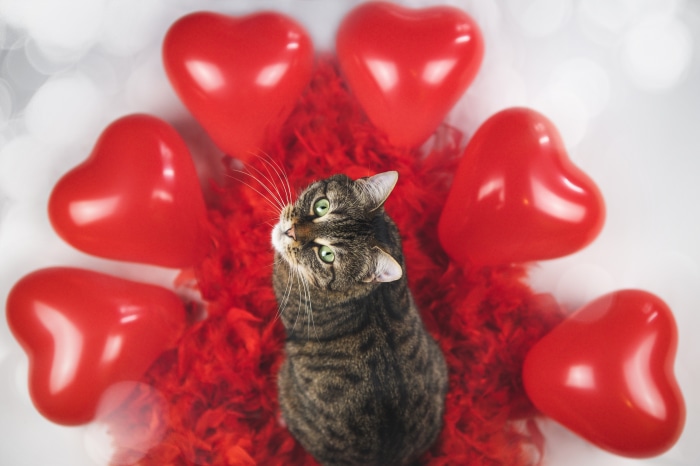 Tabby Cat Surrounded by Red Hearts