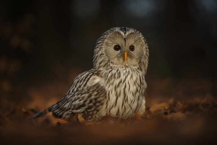 Ural Owl sitting on autumn leaves