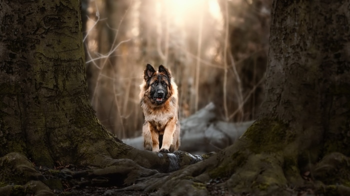 German Shepherd dog sitting in a forest