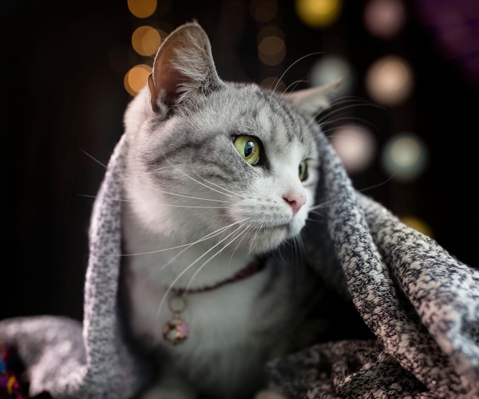 A grey tabby cat wrapped in a blanket