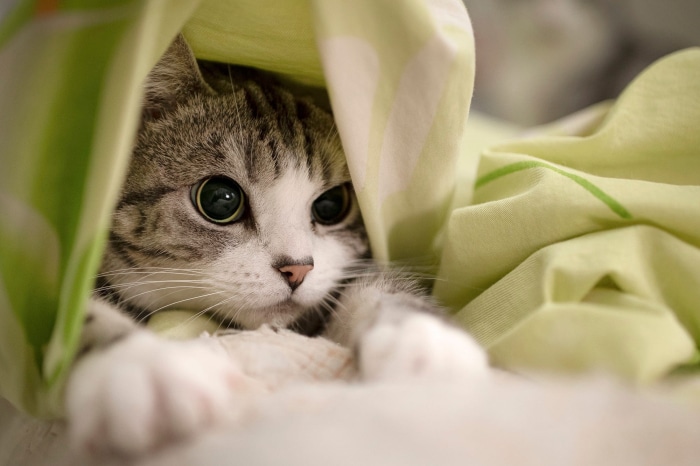 Tabby cat peeking from under a blanket