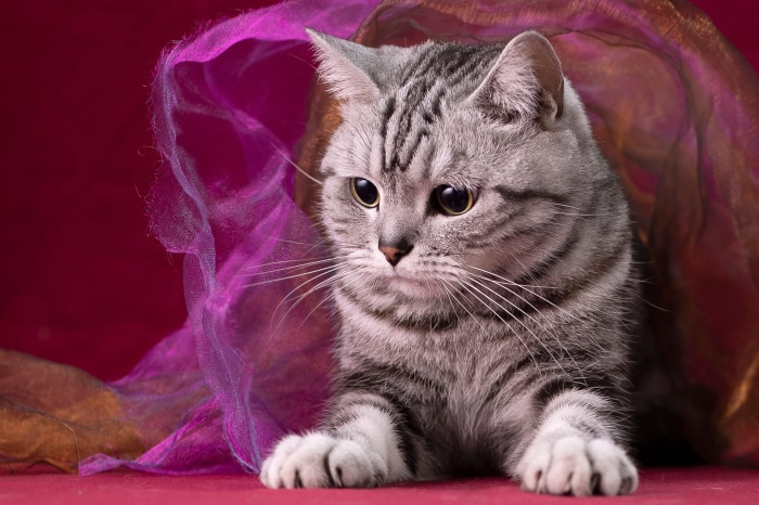 Tabby Cat with Purple Fabric