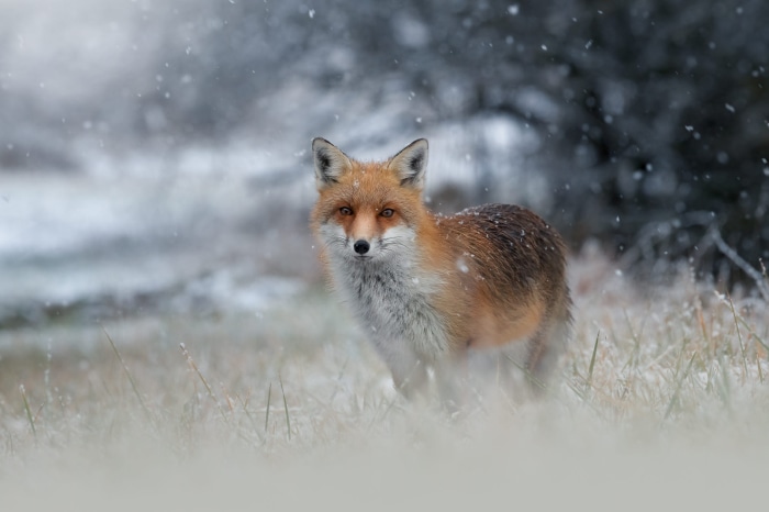 Red Fox in Snow