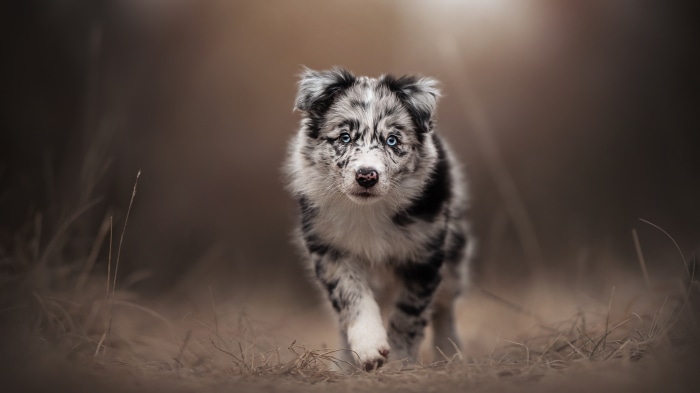 Border Collie Puppy with Blue Eyes