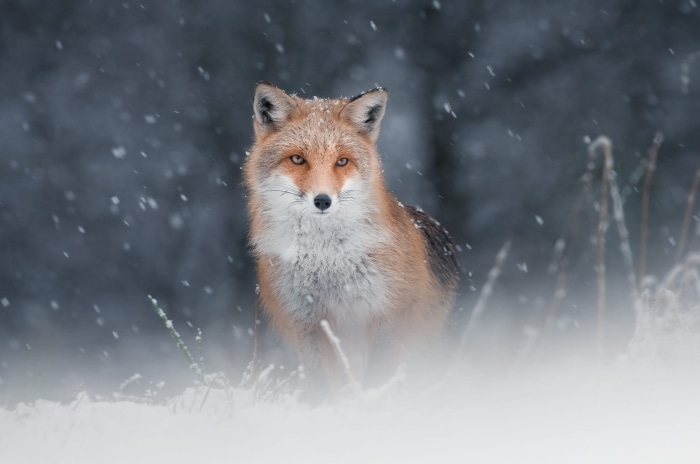 Fox in Snowfall