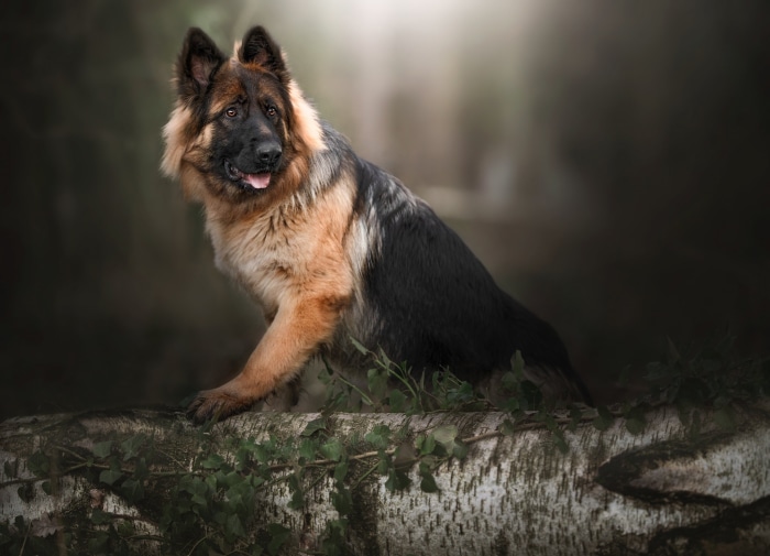 German Shepherd dog sitting on a log