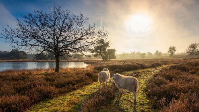 Two sheep in a misty field with a tree and lake