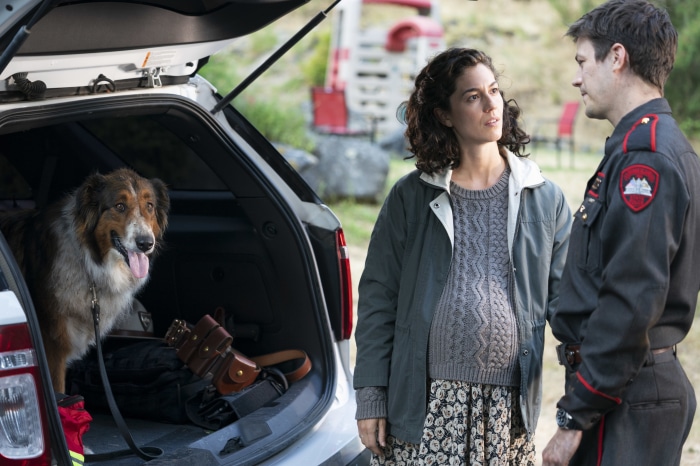 Dog in car trunk with pregnant woman and police officer