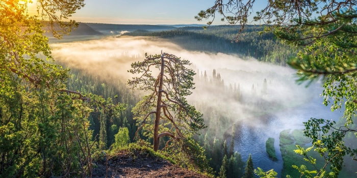Misty forest valley with river at sunrise