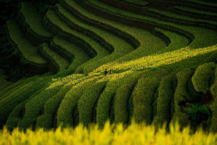 Two people walking through green rice terraces