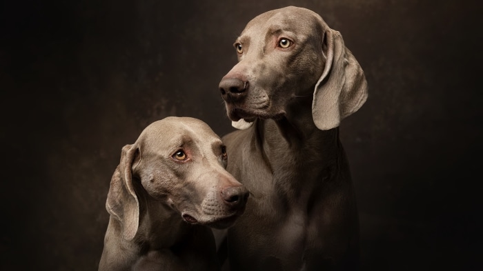 Two Weimaraners posing for a portrait