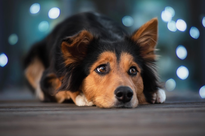 Border Collie dog lying down with bokeh lights