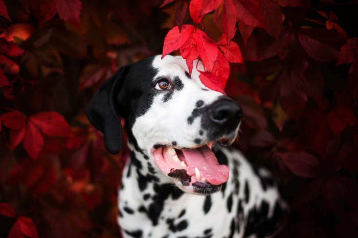 Dalmatian dog with red leaves