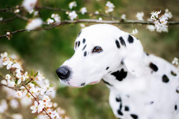 Dalmatian dog with white flowers