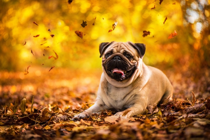 Pug lying in autumn leaves